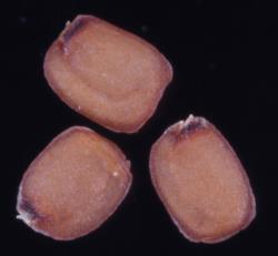 Cardamine dimidia. Seeds.
 Image: P.B. Heenan © Landcare Research 2019 CC BY 3.0 NZ